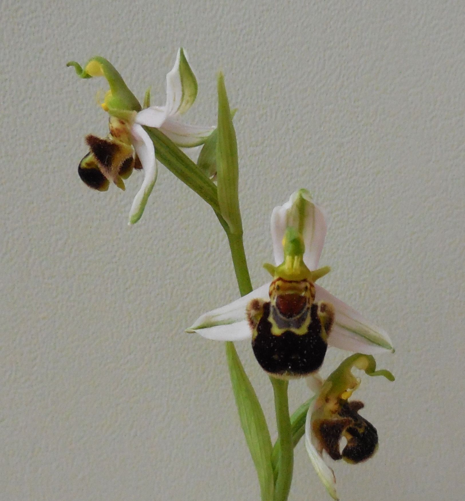 Ophrys apifera