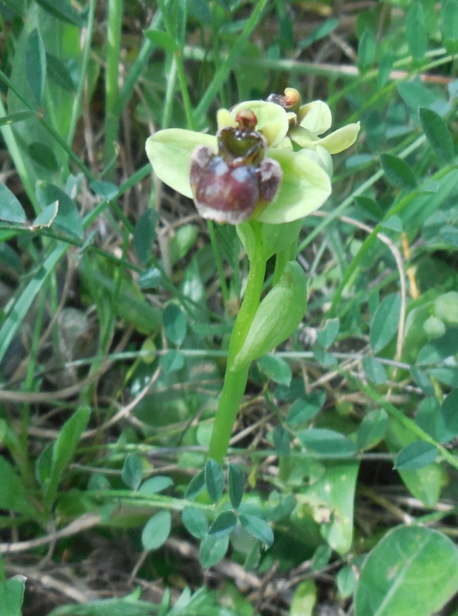 ophrys da determinare