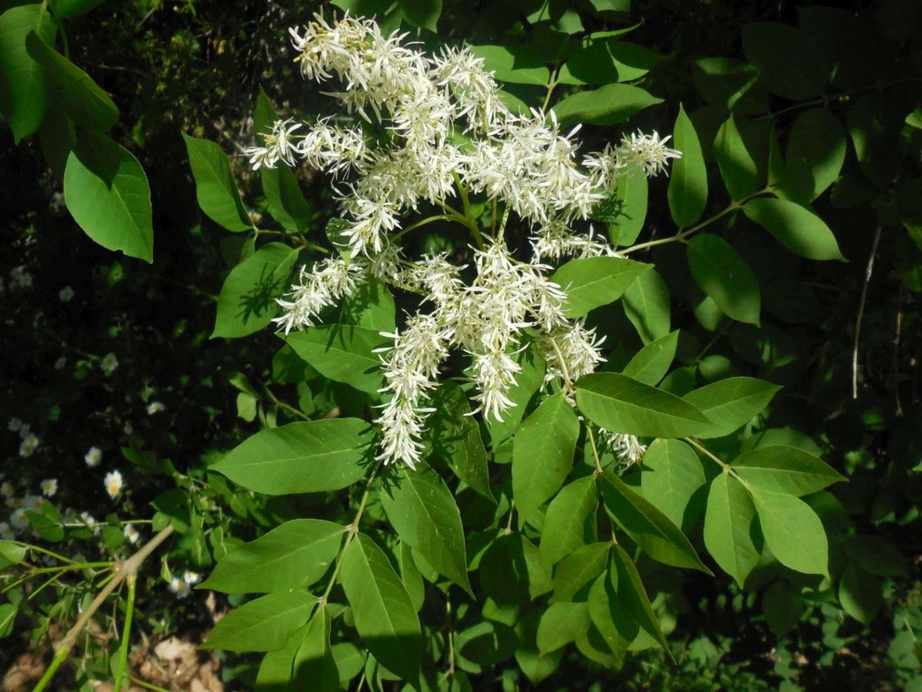 Fraxinus ornus