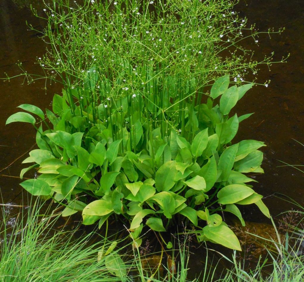 Alisma plantago-aquatica / Mestolaccia, piantaggine d''acqua