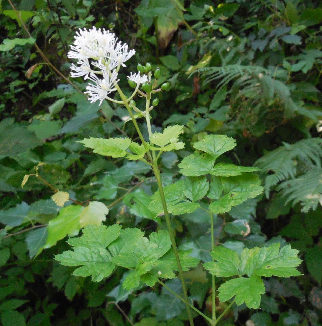 Actaea spicata / Barba di capra