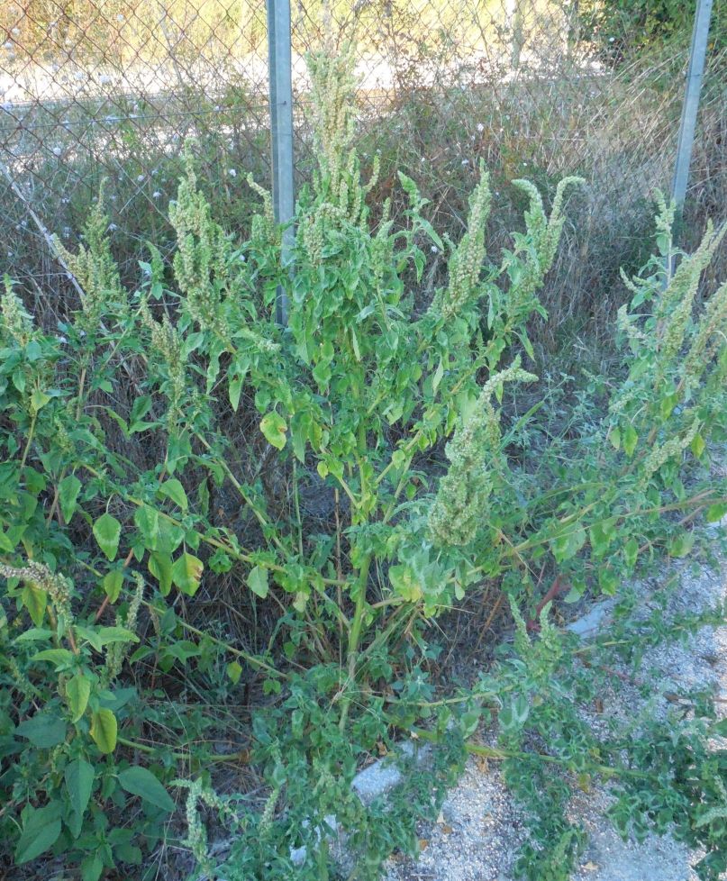 Amaranthus cfr. retroflexus (Caryophyllales - Aramanthaceae)