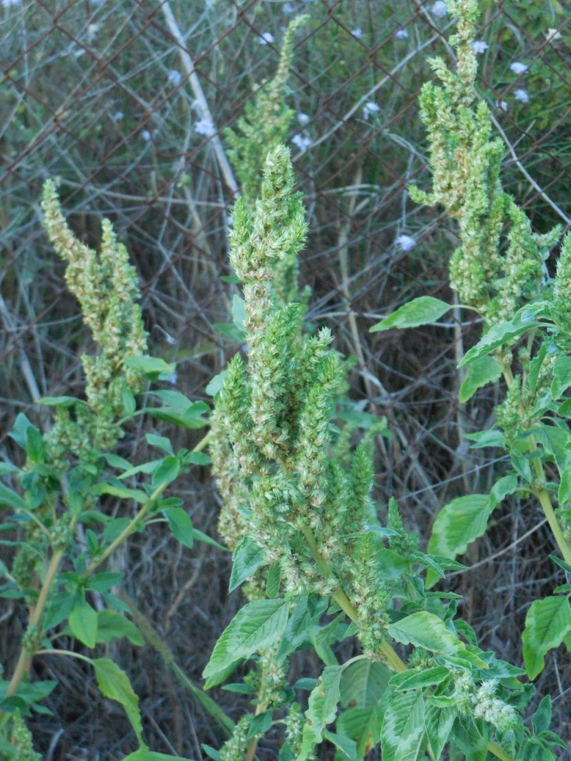 Amaranthus cfr. retroflexus (Caryophyllales - Aramanthaceae)