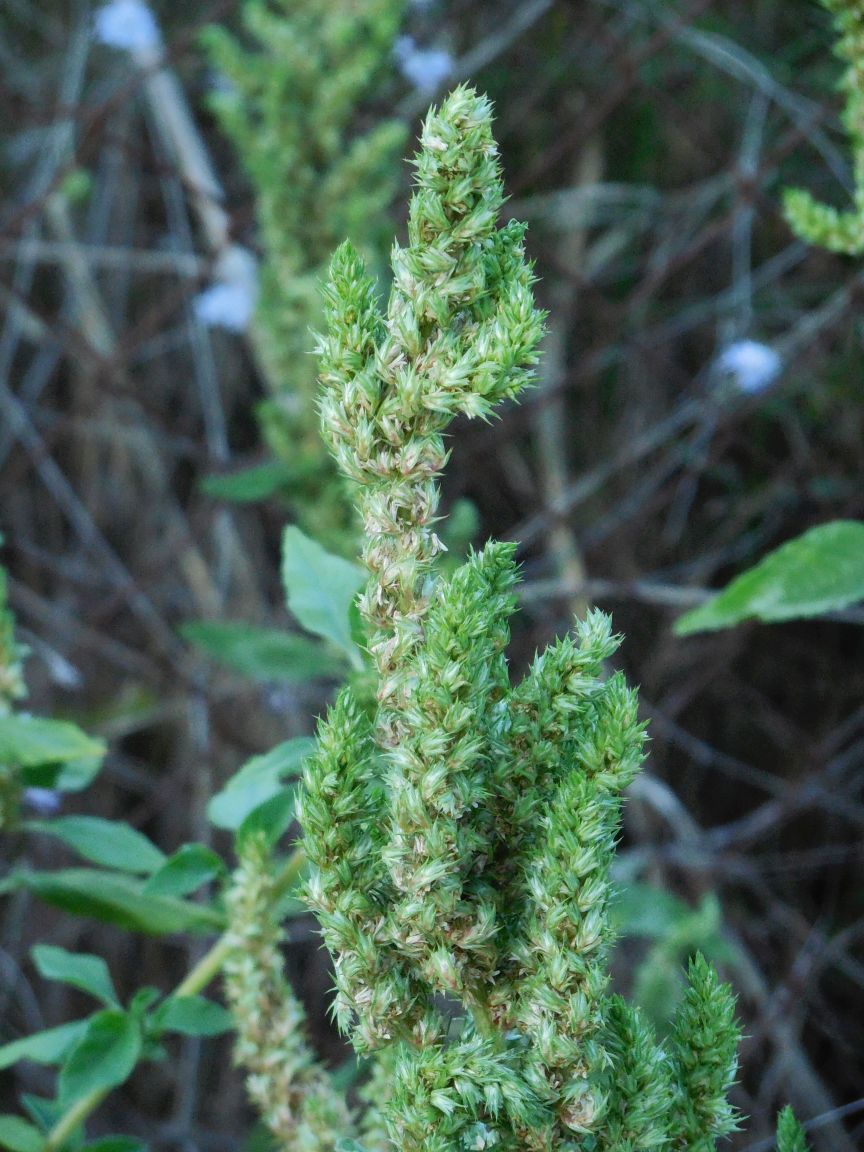 Amaranthus cfr. retroflexus (Caryophyllales - Aramanthaceae)