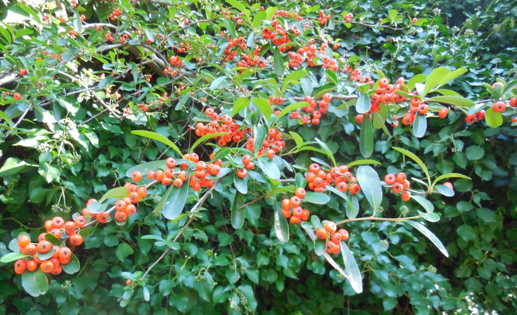 Pyracantha cfr rogersiana  (Rosaceae)