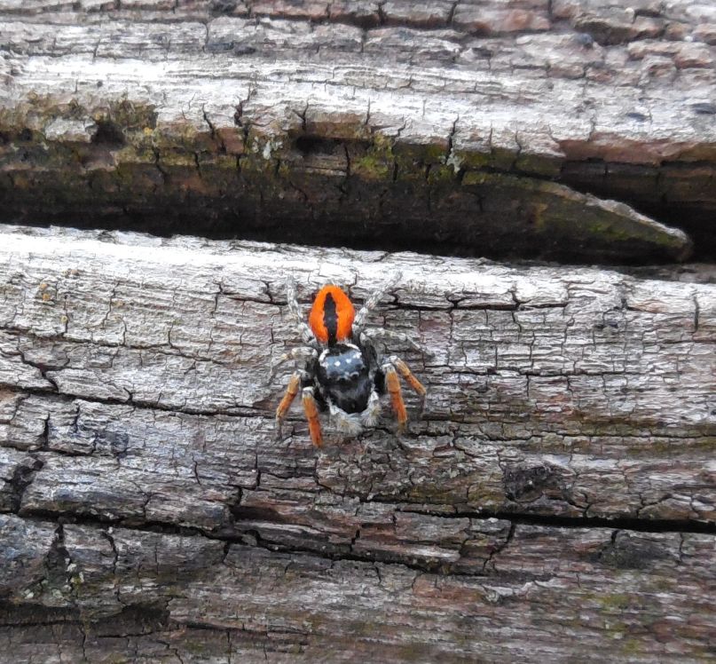 Philaeus chrysops, maschio - Bracciano (RM)