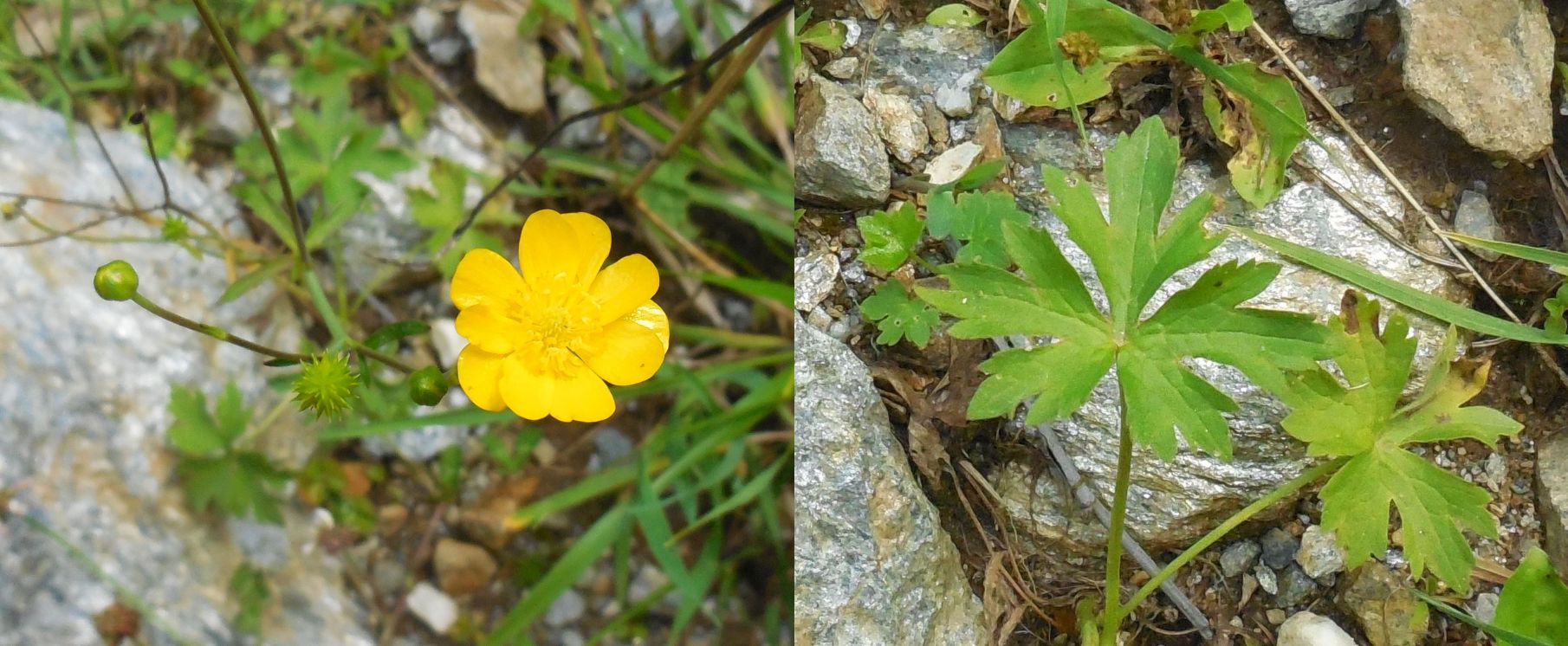 Ranunculus acris con 10 petali