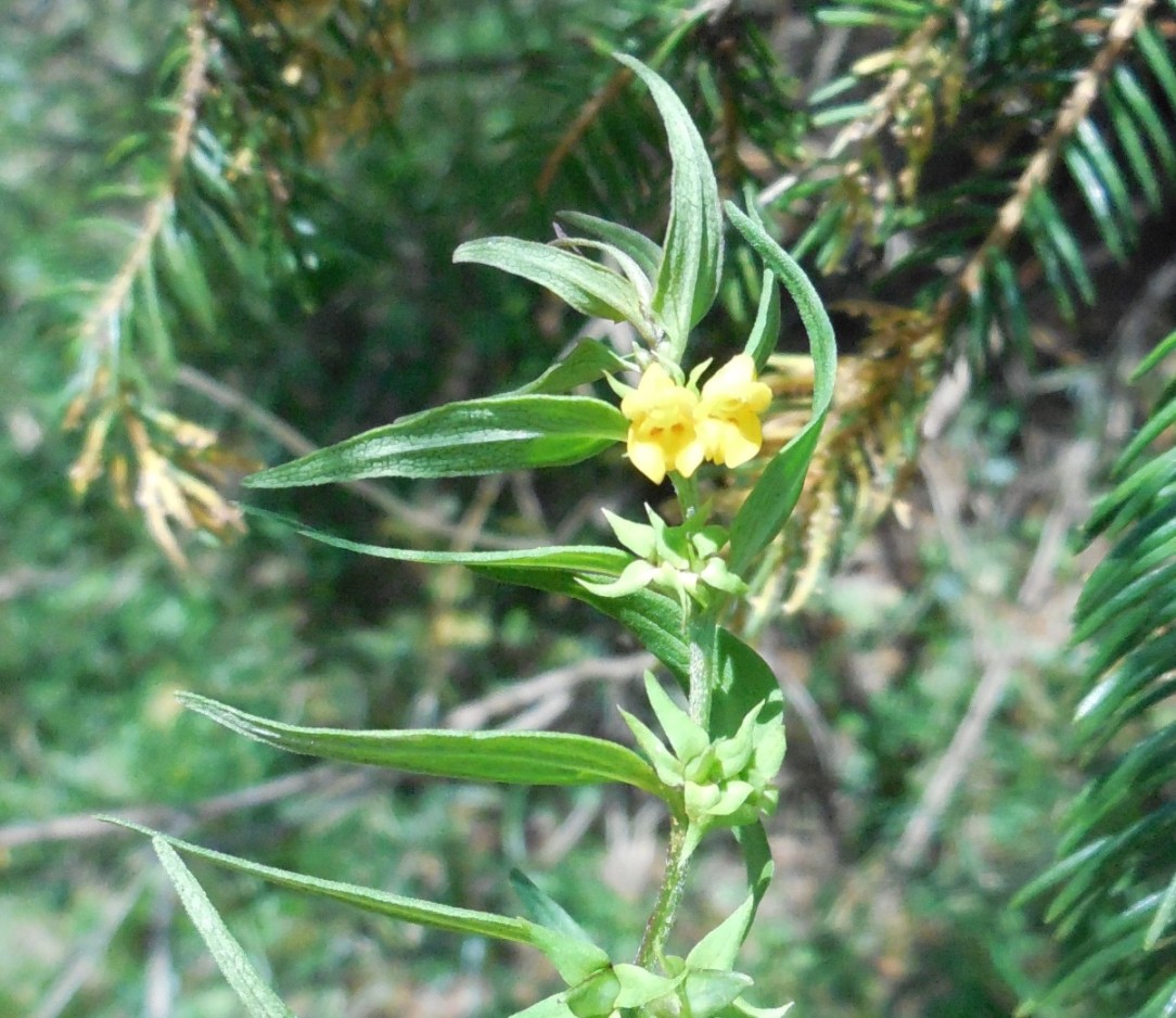 melampyrum pratense ? 1dic