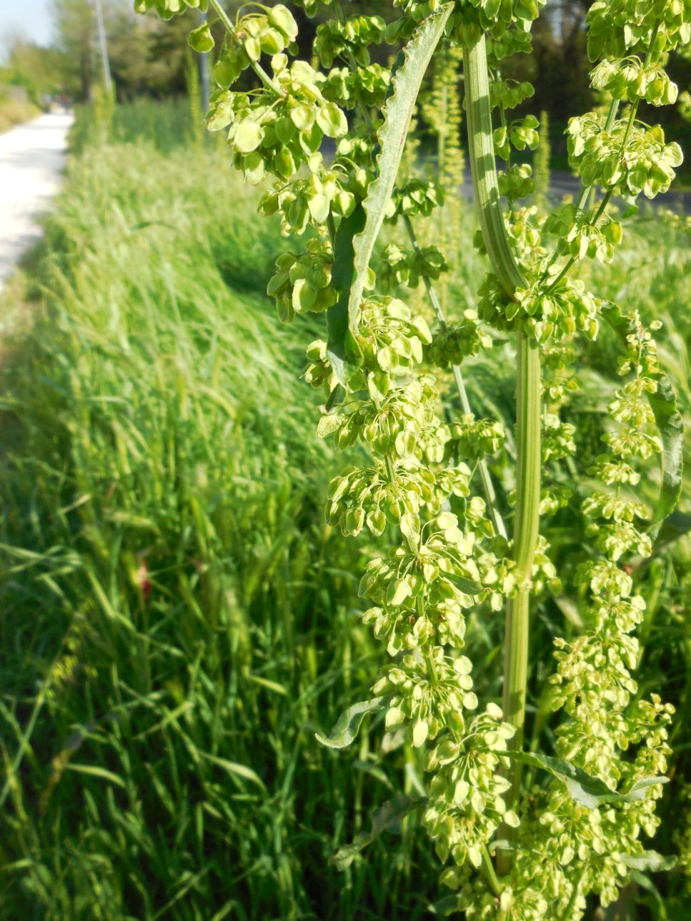 Rumex crispus