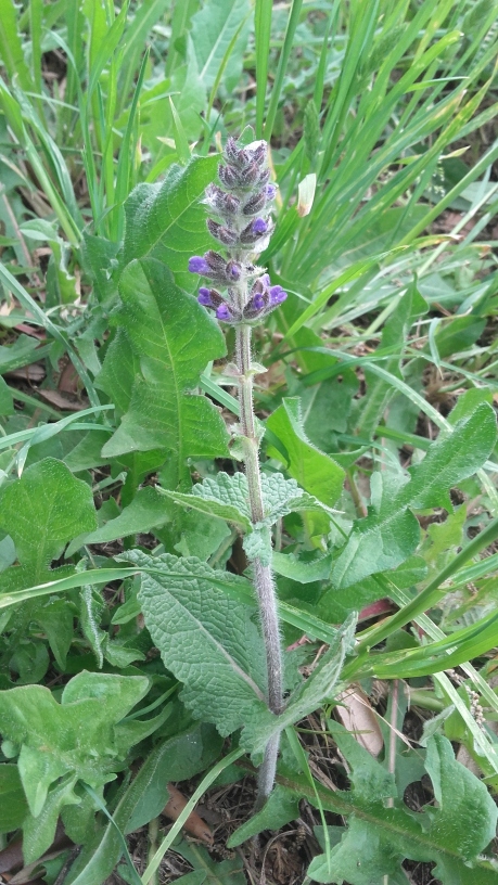 falsa salvia (?) da determinare