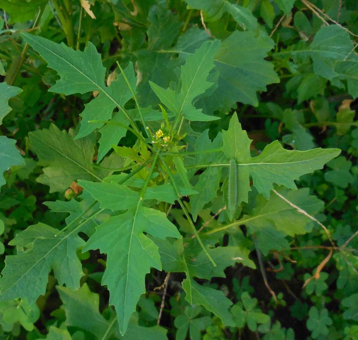 Sisymbrium erysimoides (Brassicaceae)