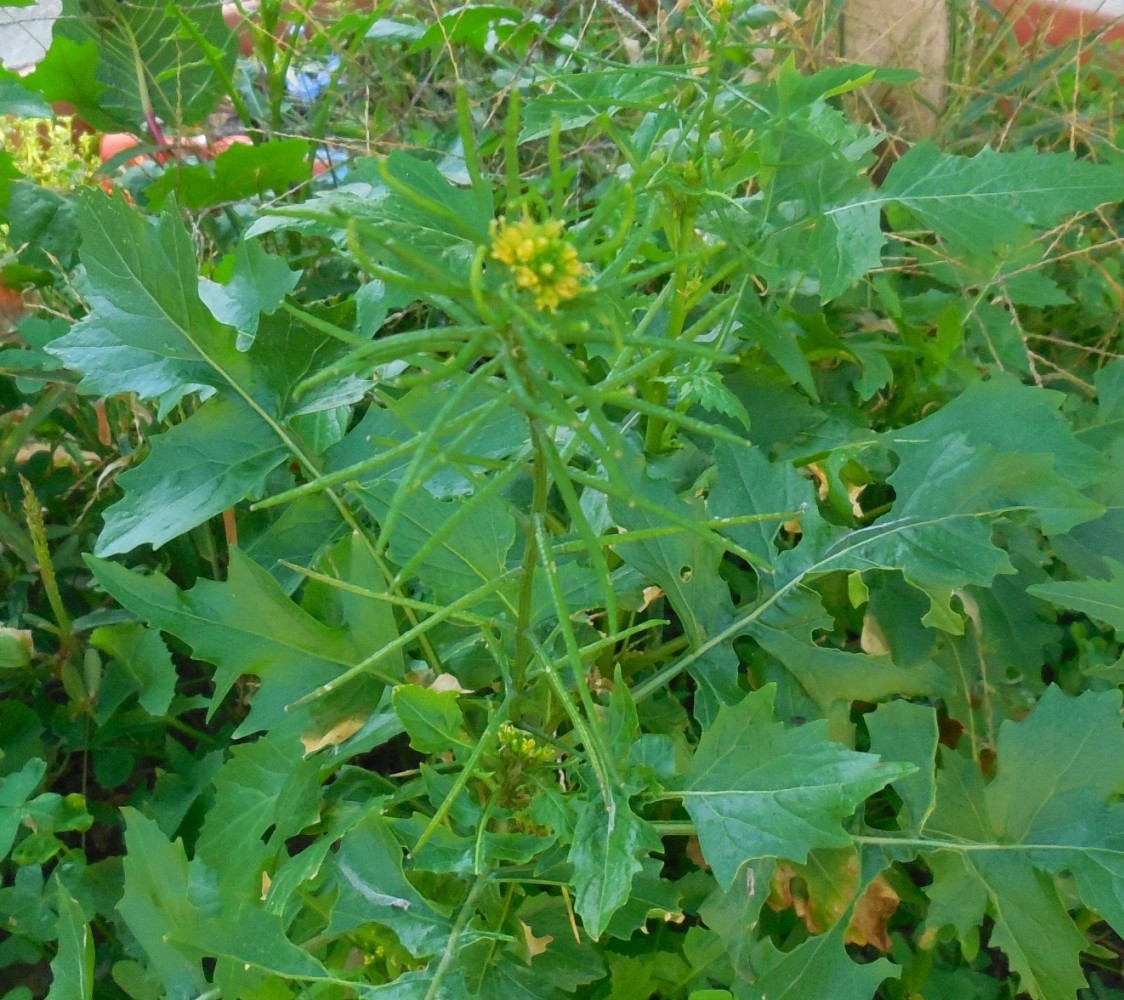 Sisymbrium erysimoides (Brassicaceae)