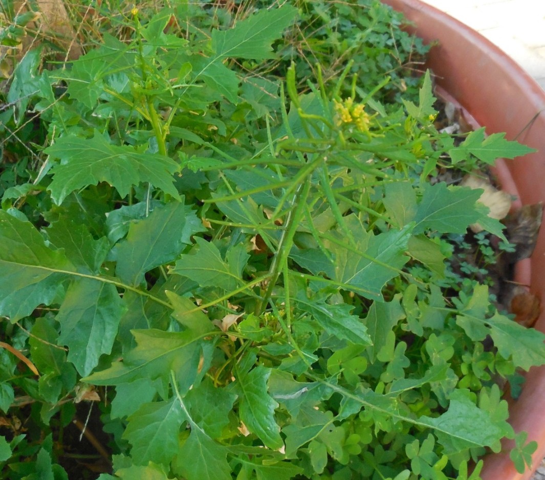 Sisymbrium erysimoides (Brassicaceae)