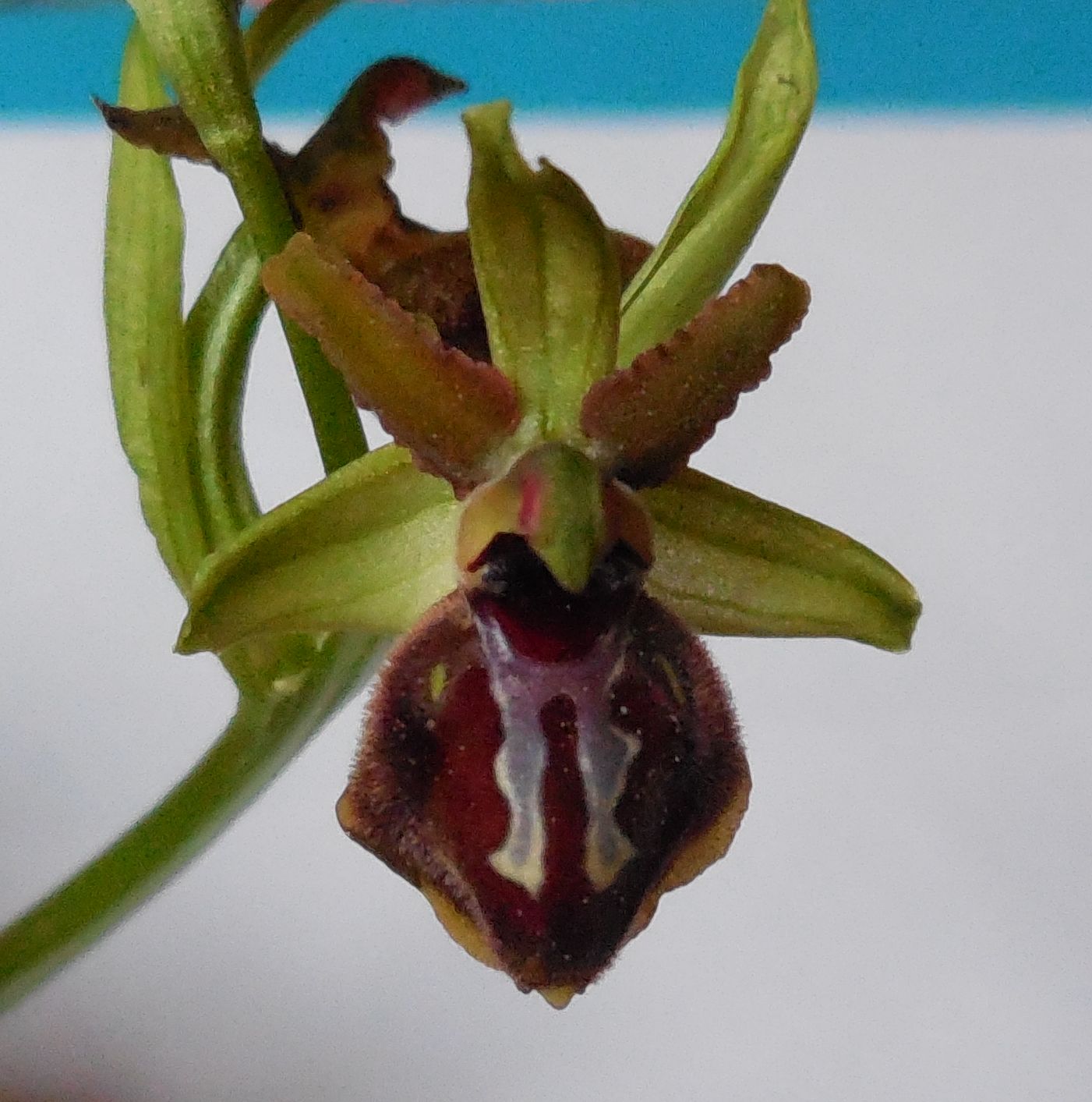 ophrys da determinare