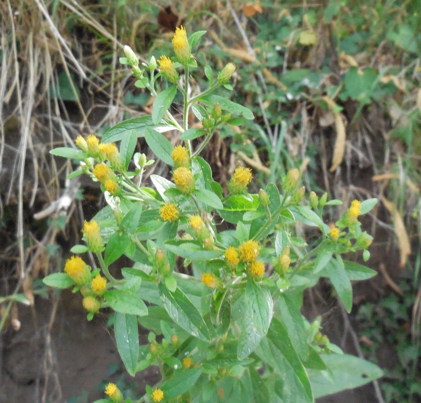 Inula conyzae (Asteraceae)