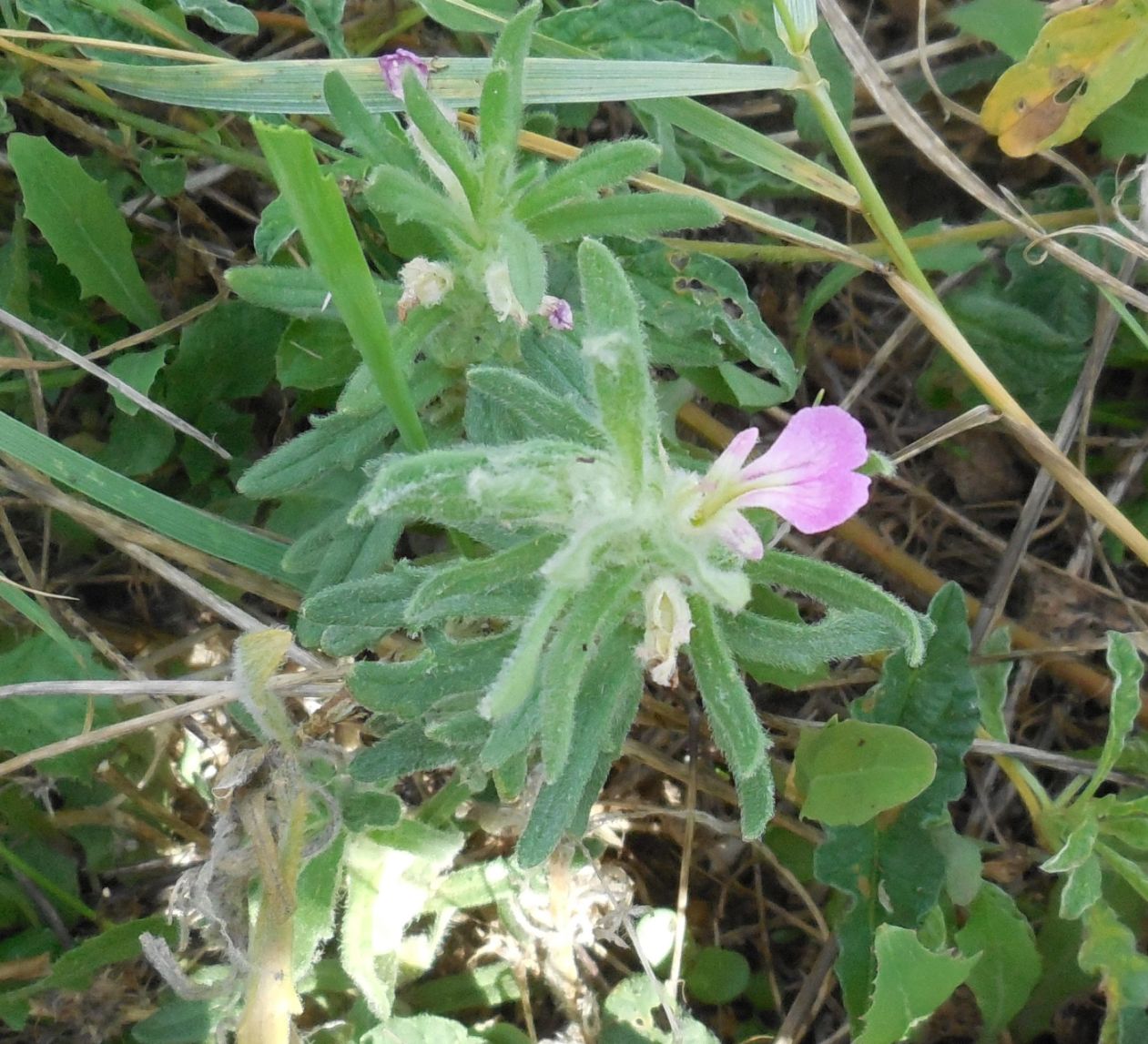 Ajuga iva / Iva moscata