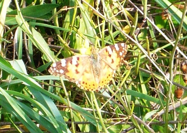 farfalla da determinare 22ott - Vanessa cardui