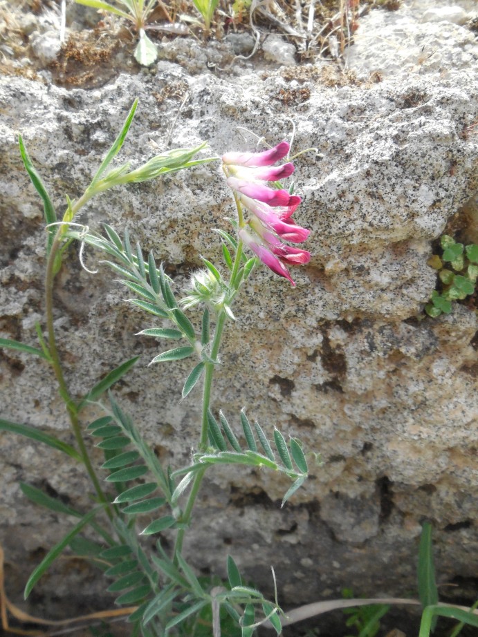 Vicia benghalensis (=atropurpurea) (Fabaceae)