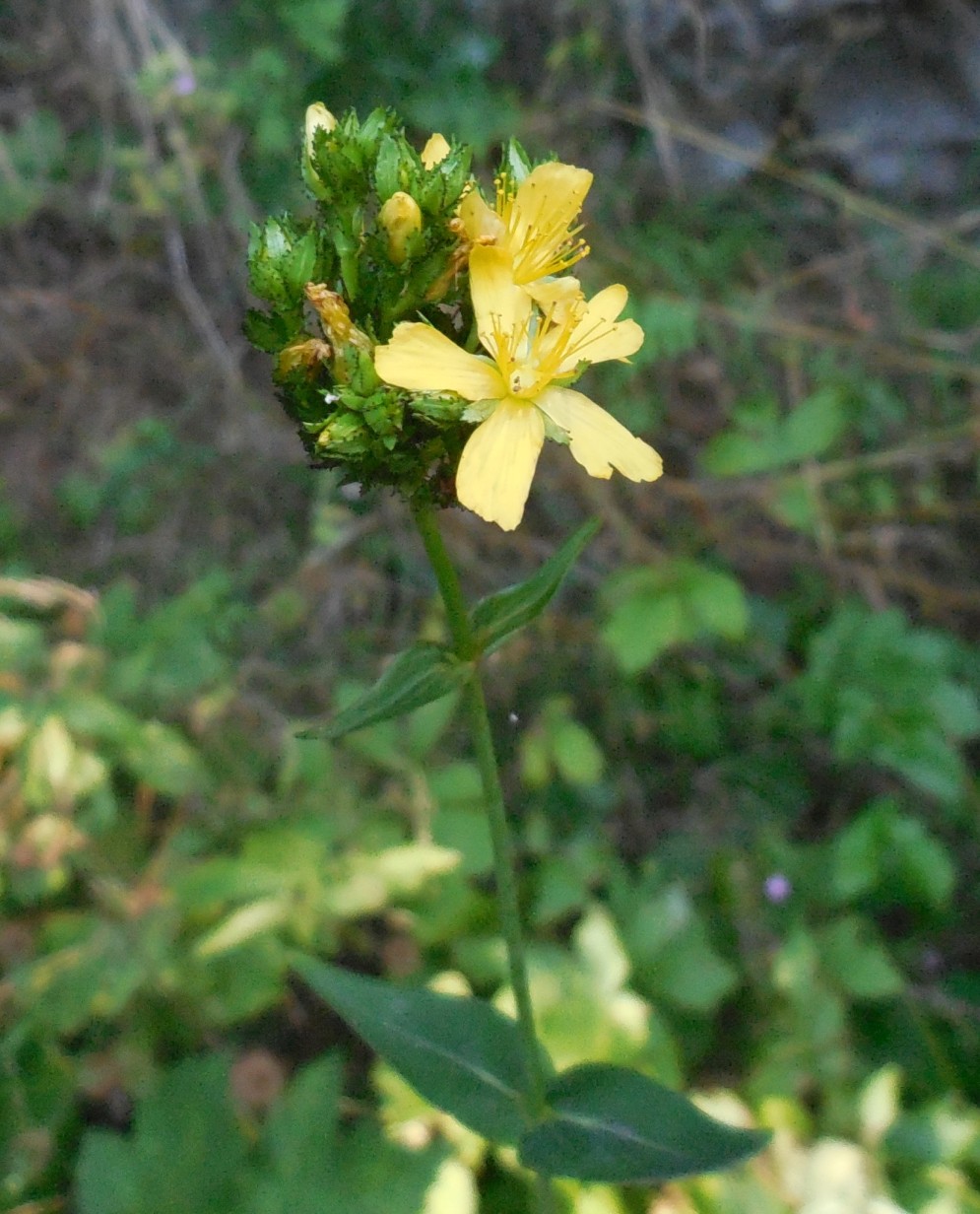 Hypericum montanum