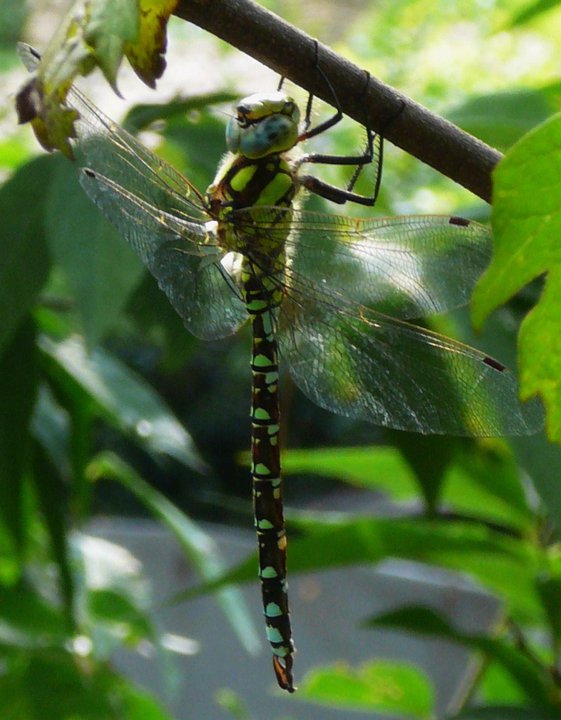 libera  tornata