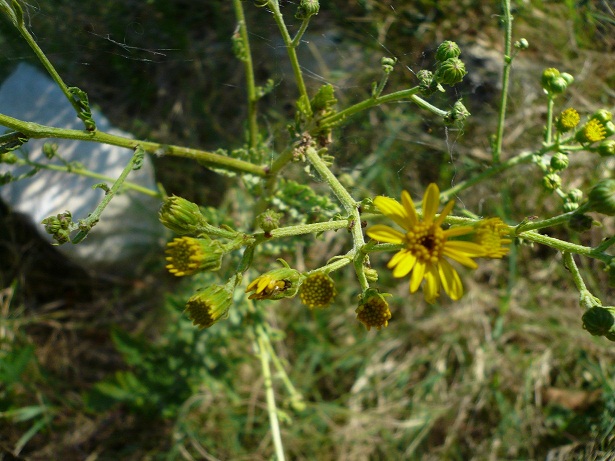 Jacobaea erucifolia