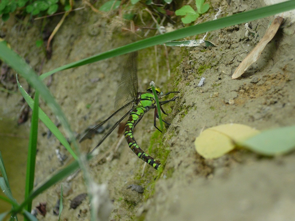 libera  tornata