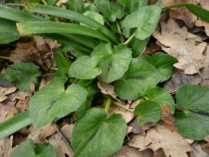 Ranunculus ficaria