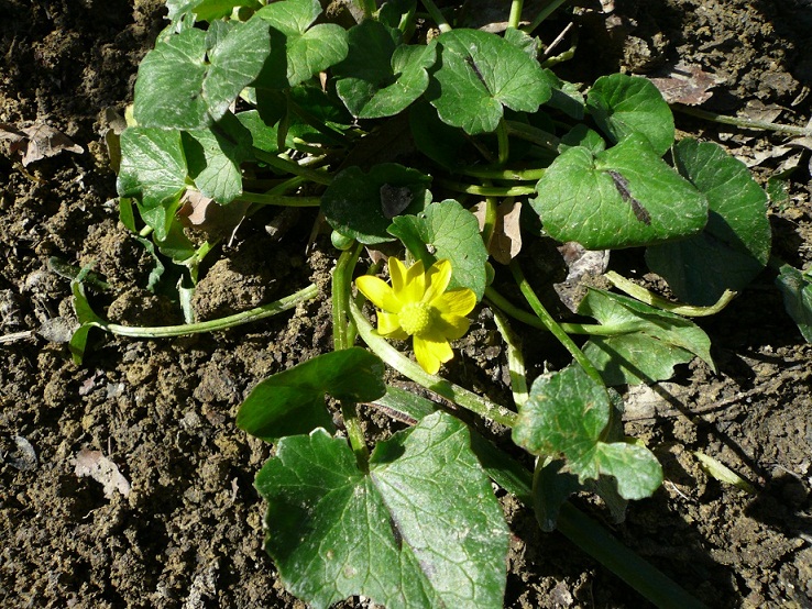 Ranunculus ficaria