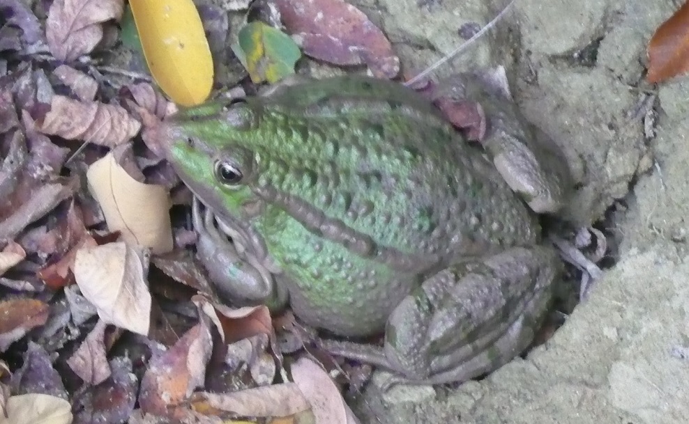 rana gigante - Pelophylax ridibundus gr. (prov. Forl)