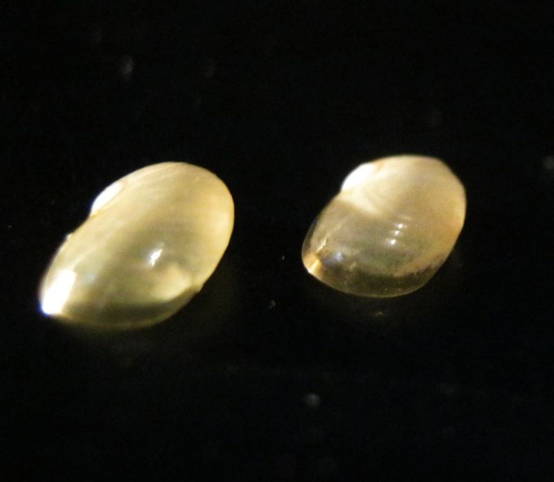 Vitrinide padano