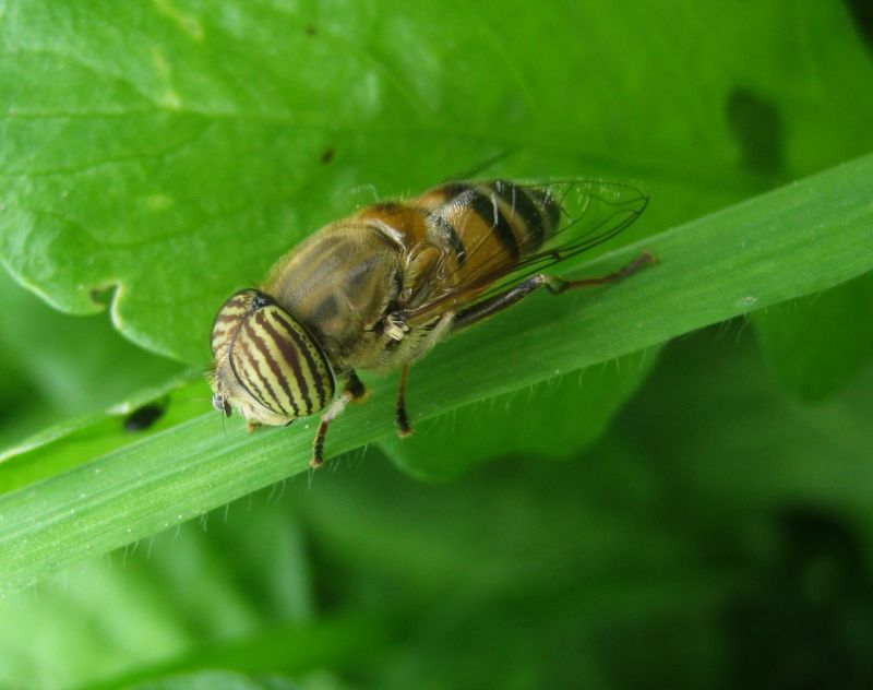 occhi zebrati: Eristalinus taeniops (Syrphidae)