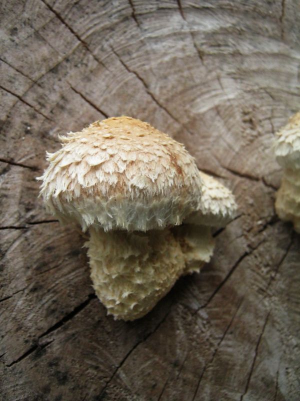 Hemipholiota populnea (Pers.: Fr.) Bon