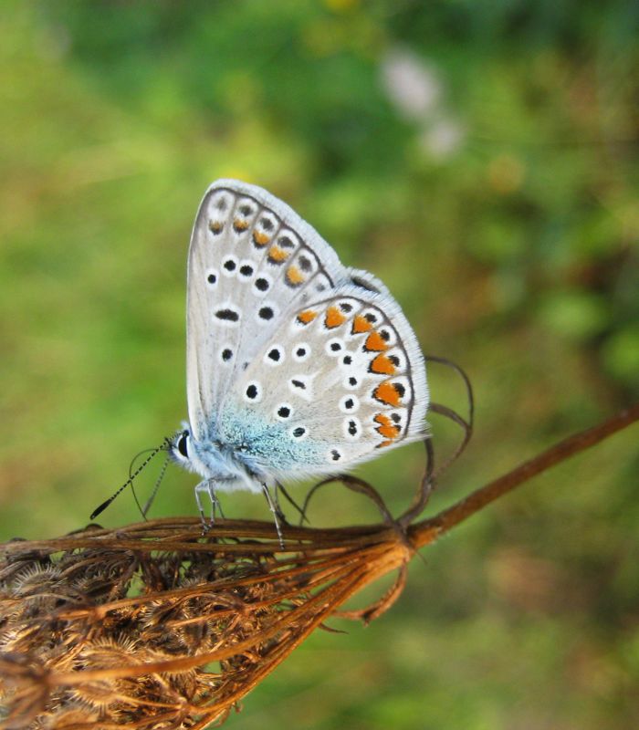 Polyommatus icarus ?