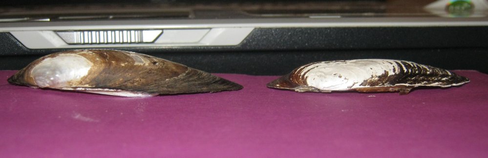 Microcondylaea compressa (Menke 1828) ?