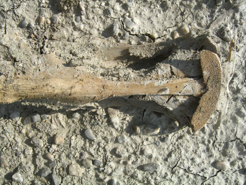 Cranio di Siluriformes (ex strano 