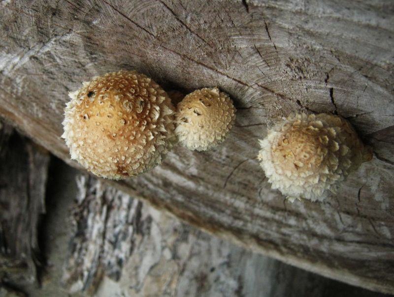 Hemipholiota populnea (Pers.: Fr.) Bon