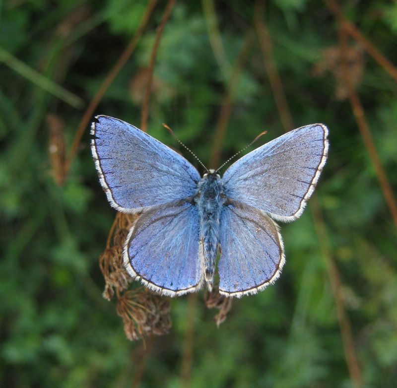 Polyommatus icarus ?