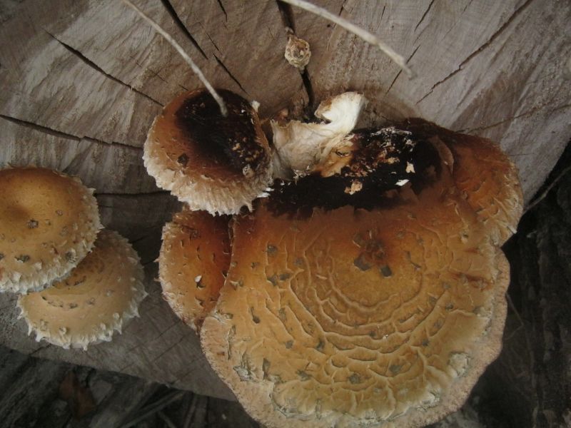 Hemipholiota populnea (Pers.: Fr.) Bon