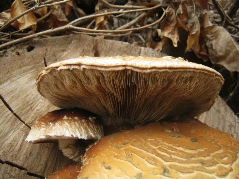 Hemipholiota populnea (Pers.: Fr.) Bon