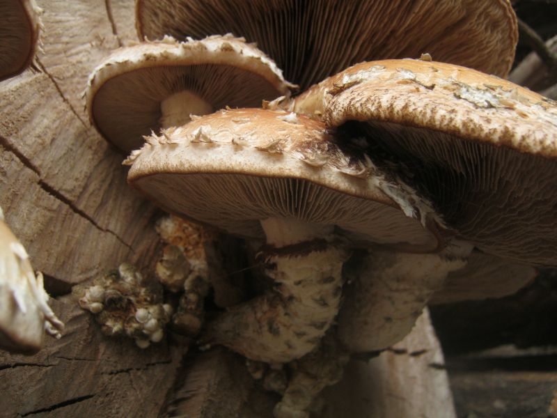 Hemipholiota populnea (Pers.: Fr.) Bon