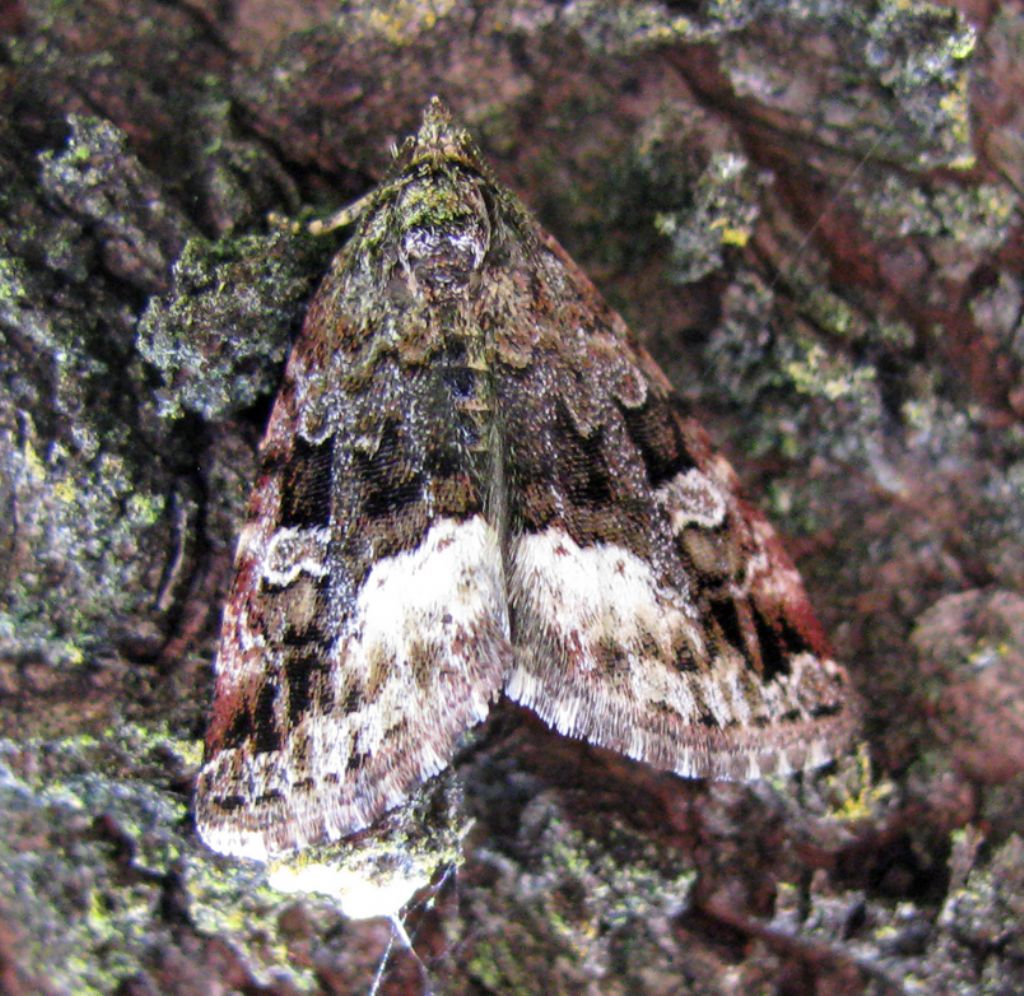 Allophyes corsica? No, Deltote (Protodeltote) pygarga , Noctuidae