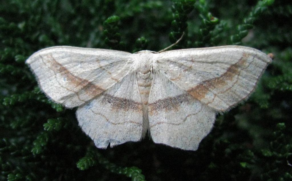 Scopula (Calothysanis) imitaria