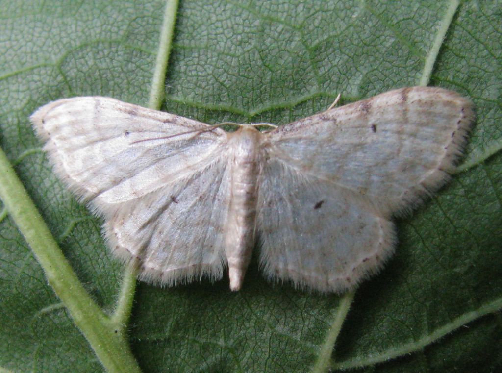 idaea? ..quale? Idaea cf. fuscovenosa - Geometridae