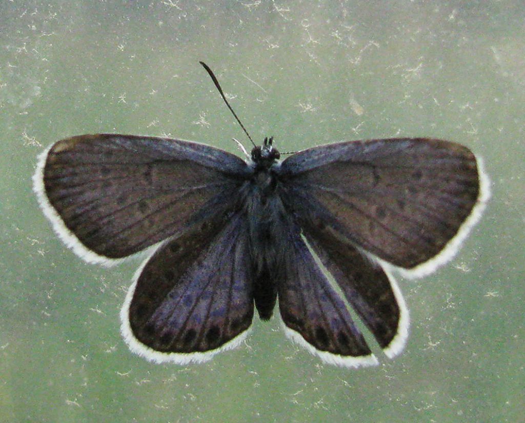 Licenide da identificare: Plebejus argus