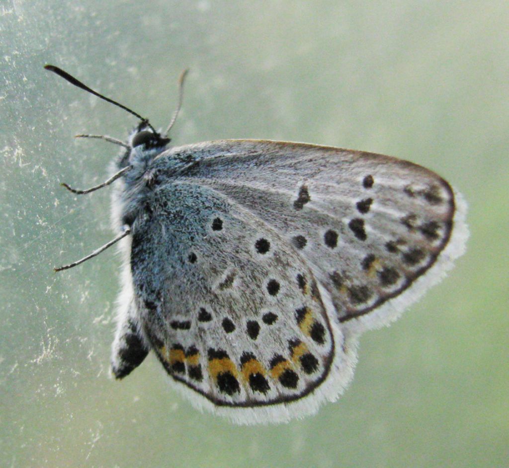 Licenide da identificare: Plebejus argus