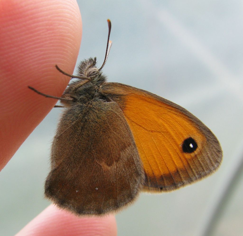 Coenonympha pamphilus? S