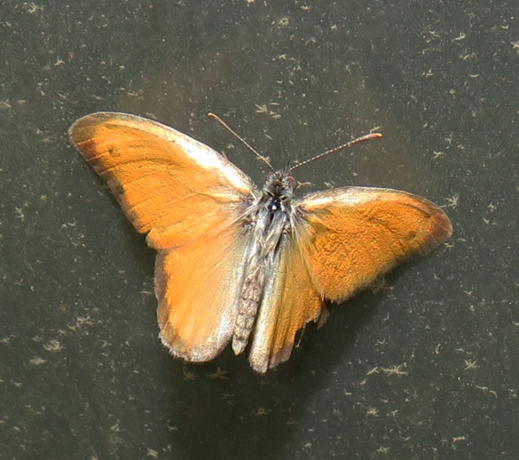 Coenonympha pamphilus? S