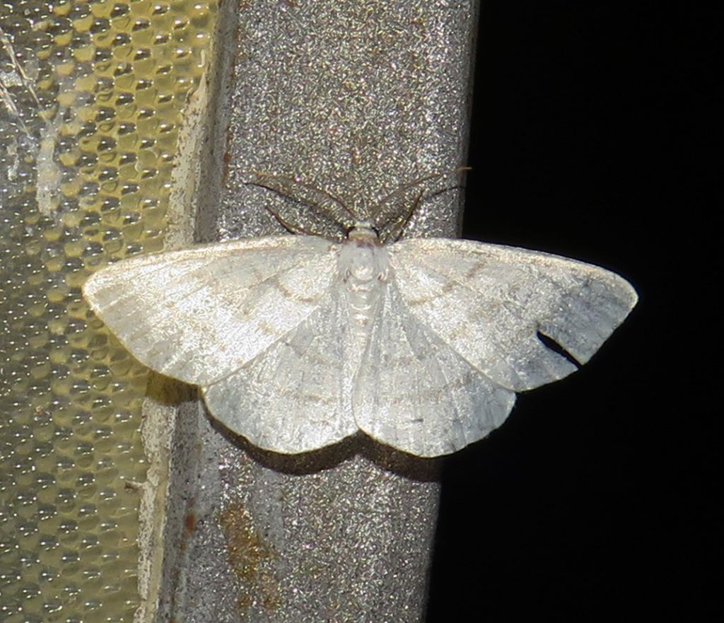 Geometridae: Cabera pusaria? S