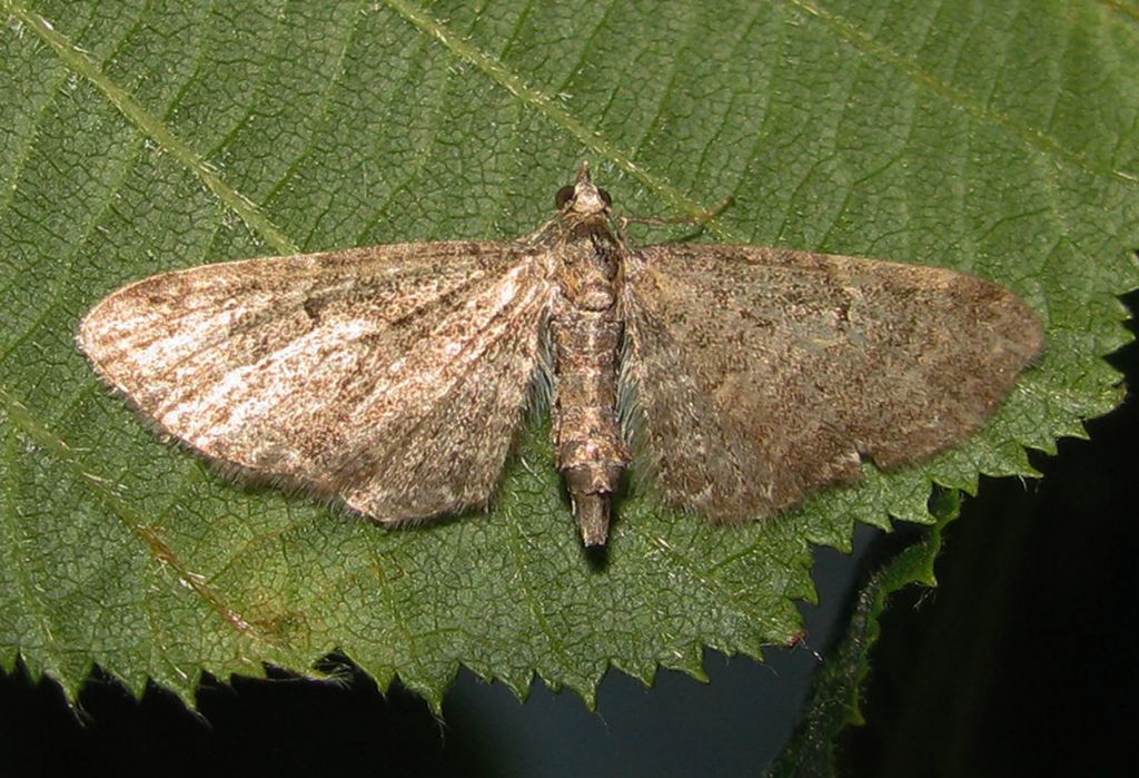 Eupithecia? ..Quale? Eupithecia sp. - Geometridae