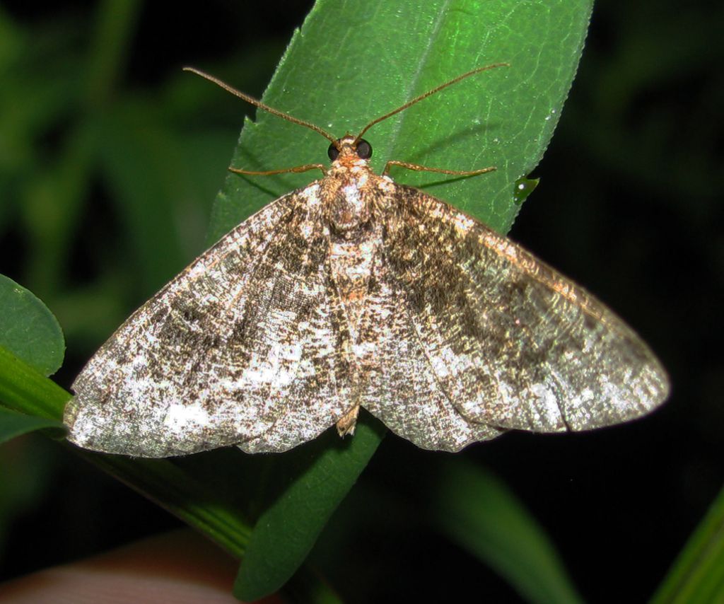 Parectropis similaria usurata, Geometridae